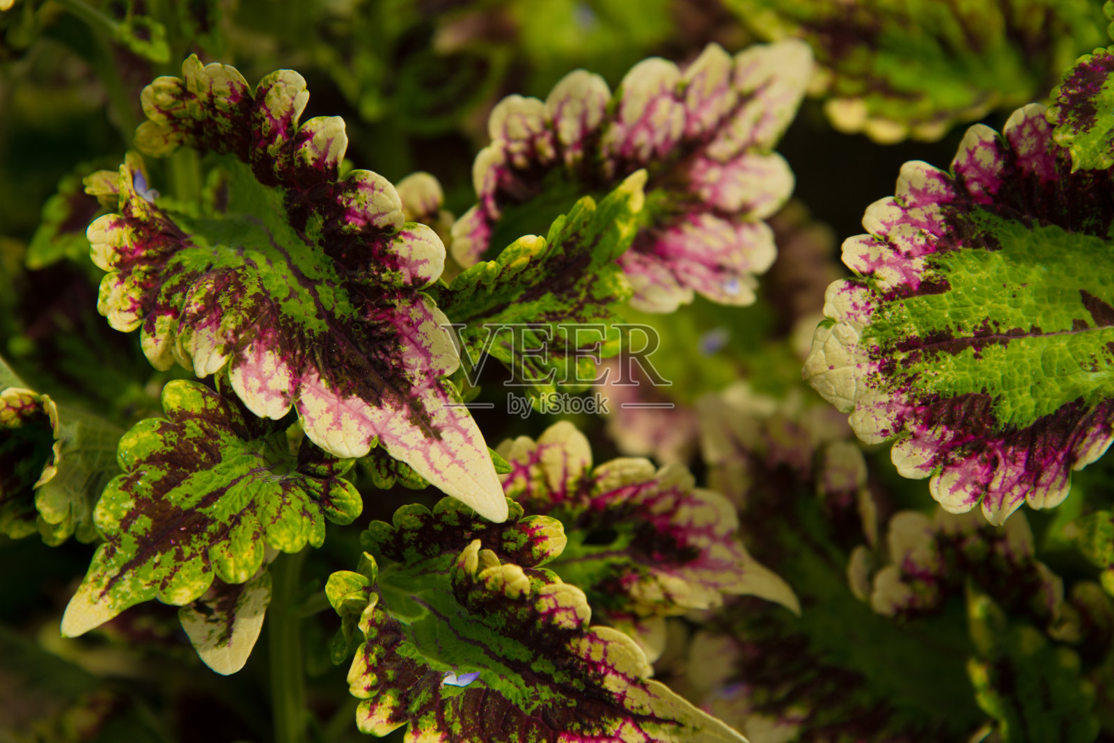 绿色和紫色的叶子照片摄影图片