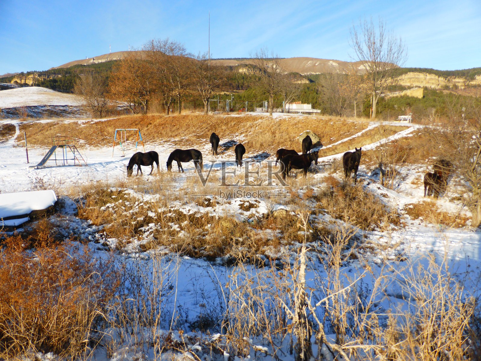 马，雪，草，蓝天照片摄影图片