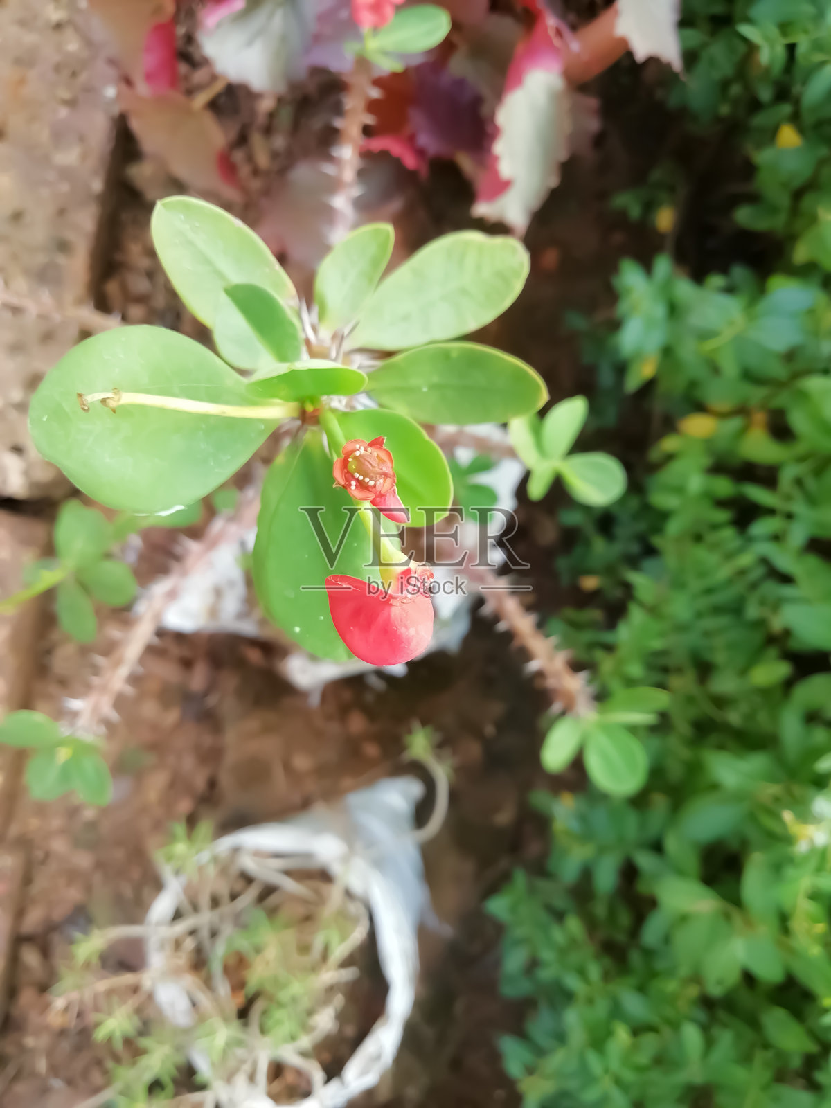 绿叶小花模糊了背景特写照片摄影图片