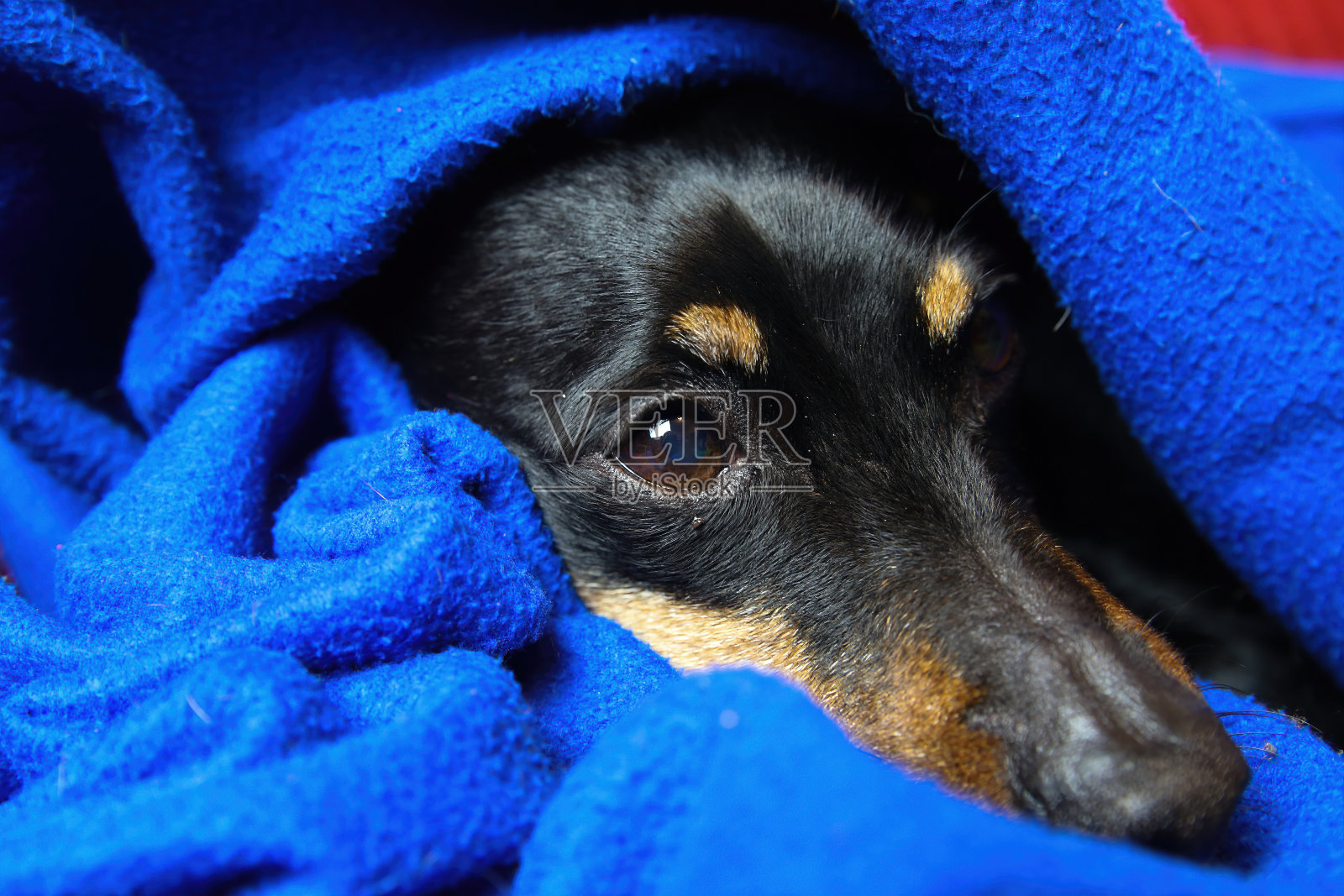 近距离的肖像，睡觉放松的微型pinscher狗(犬类狼疮性家犬，迷你杜宾)的脸和鼻子覆盖在蓝色的蓬松毯子照片摄影图片