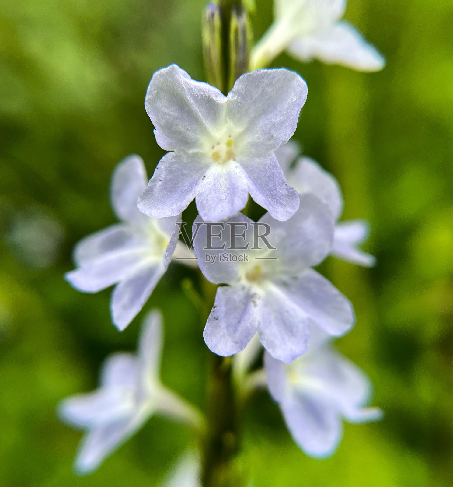 充满生机的花园照片摄影图片