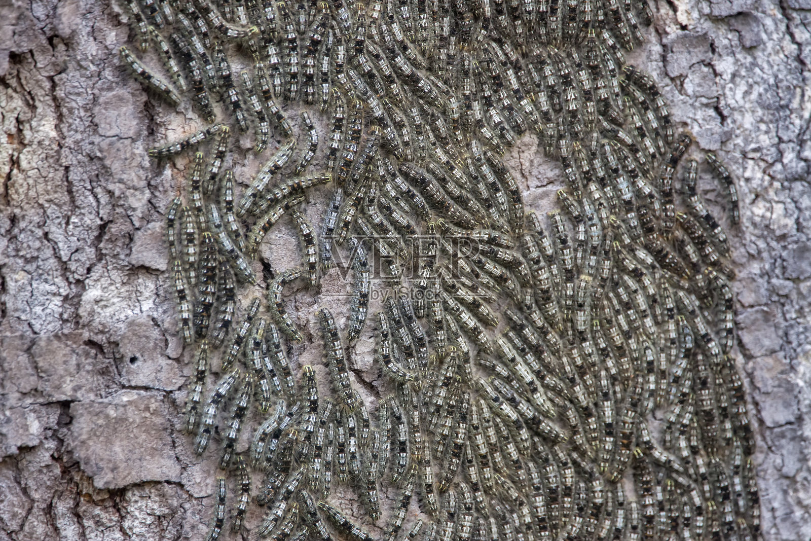 在圣埃斯皮里托Vargem Alta拍摄的毛毛虫。巴西东南部。照片摄影图片