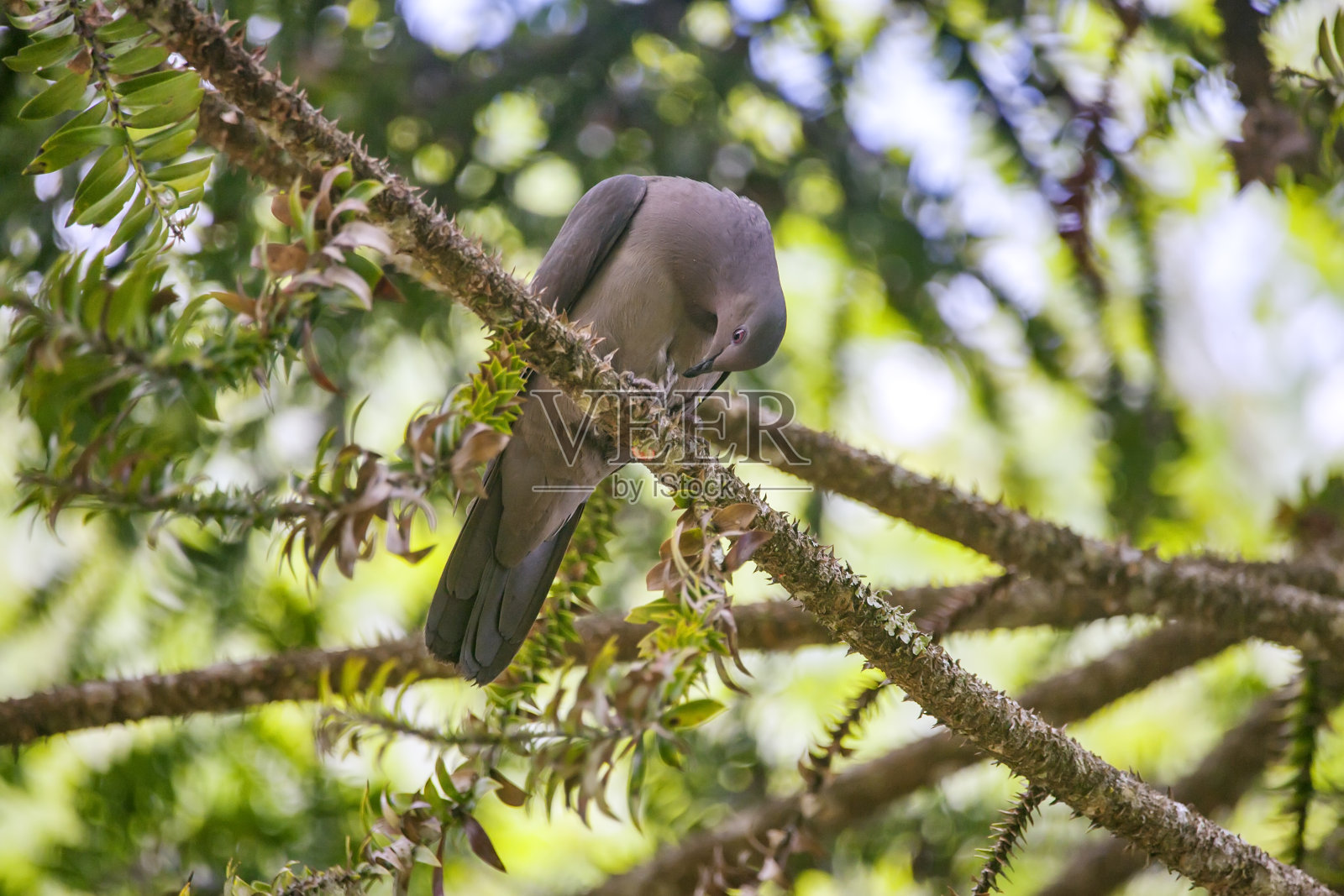 在圣埃斯皮里托Vargem Alta拍摄的Plumbeous鸽子。巴西东南部。照片摄影图片