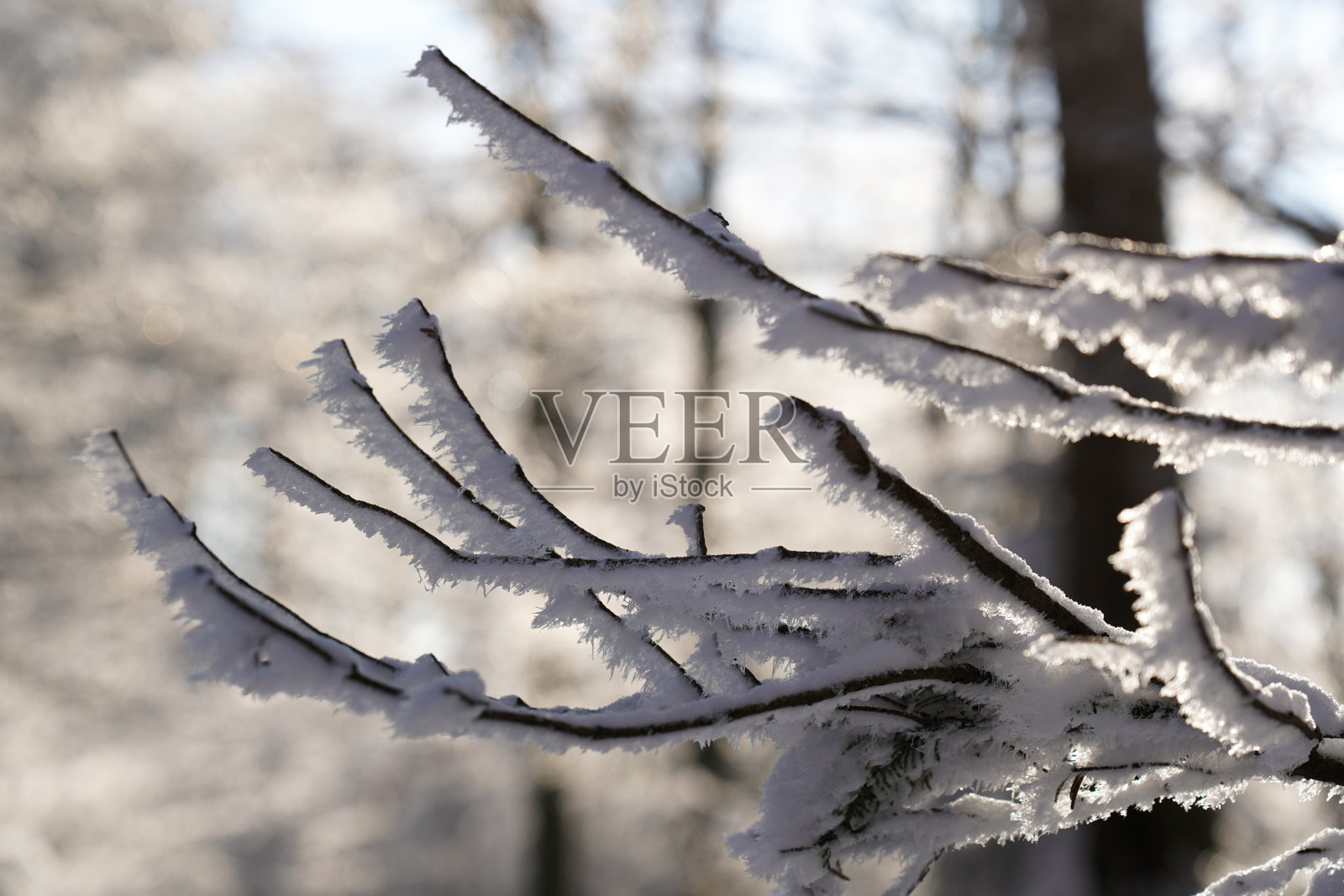 冬天阳光明媚的日子里，冰冻的树枝上覆盖着雪照片摄影图片