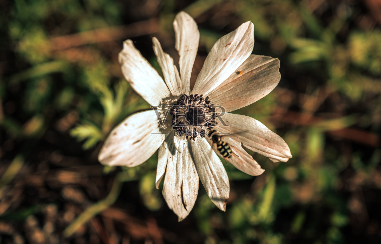 银莲花照片摄影图片
