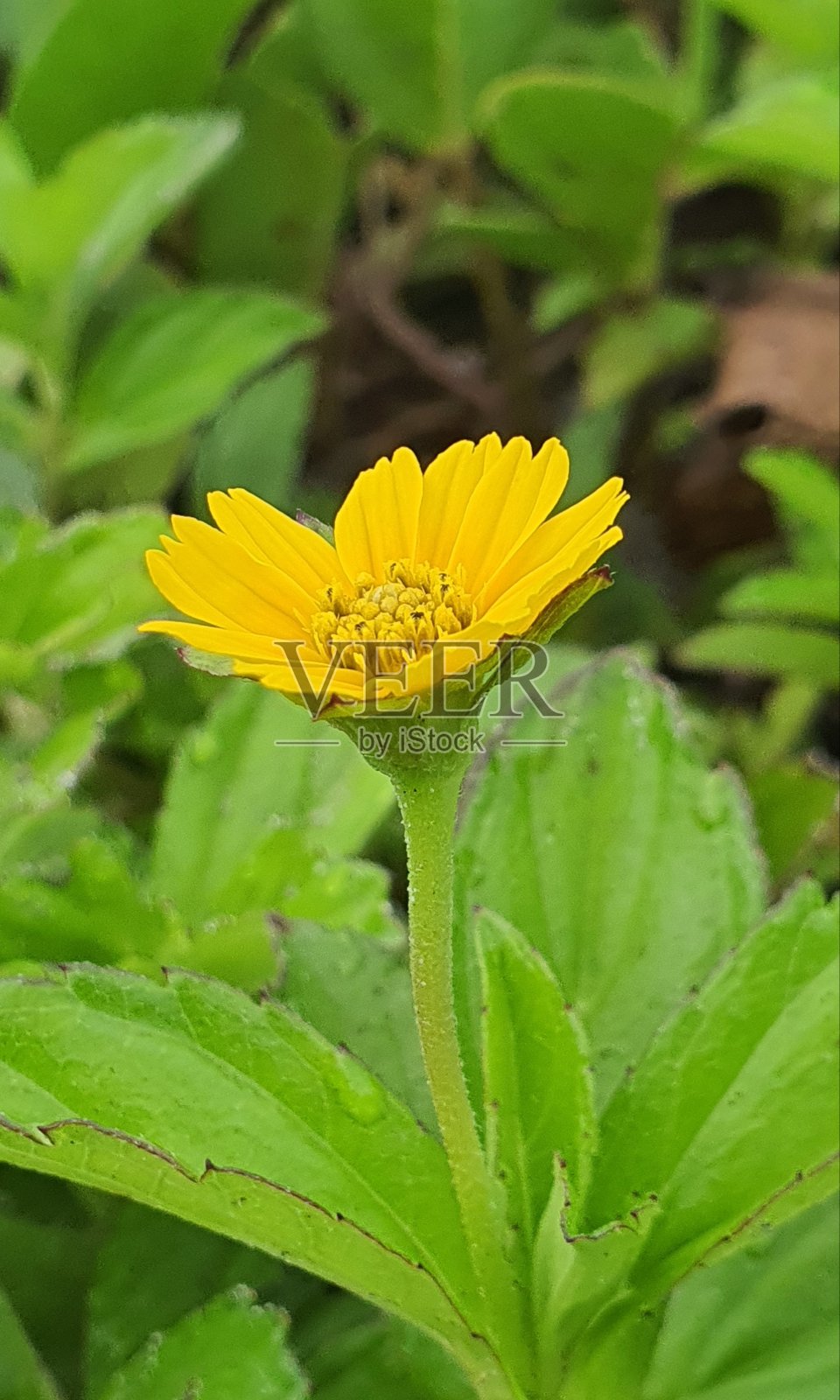 小yelow花照片摄影图片