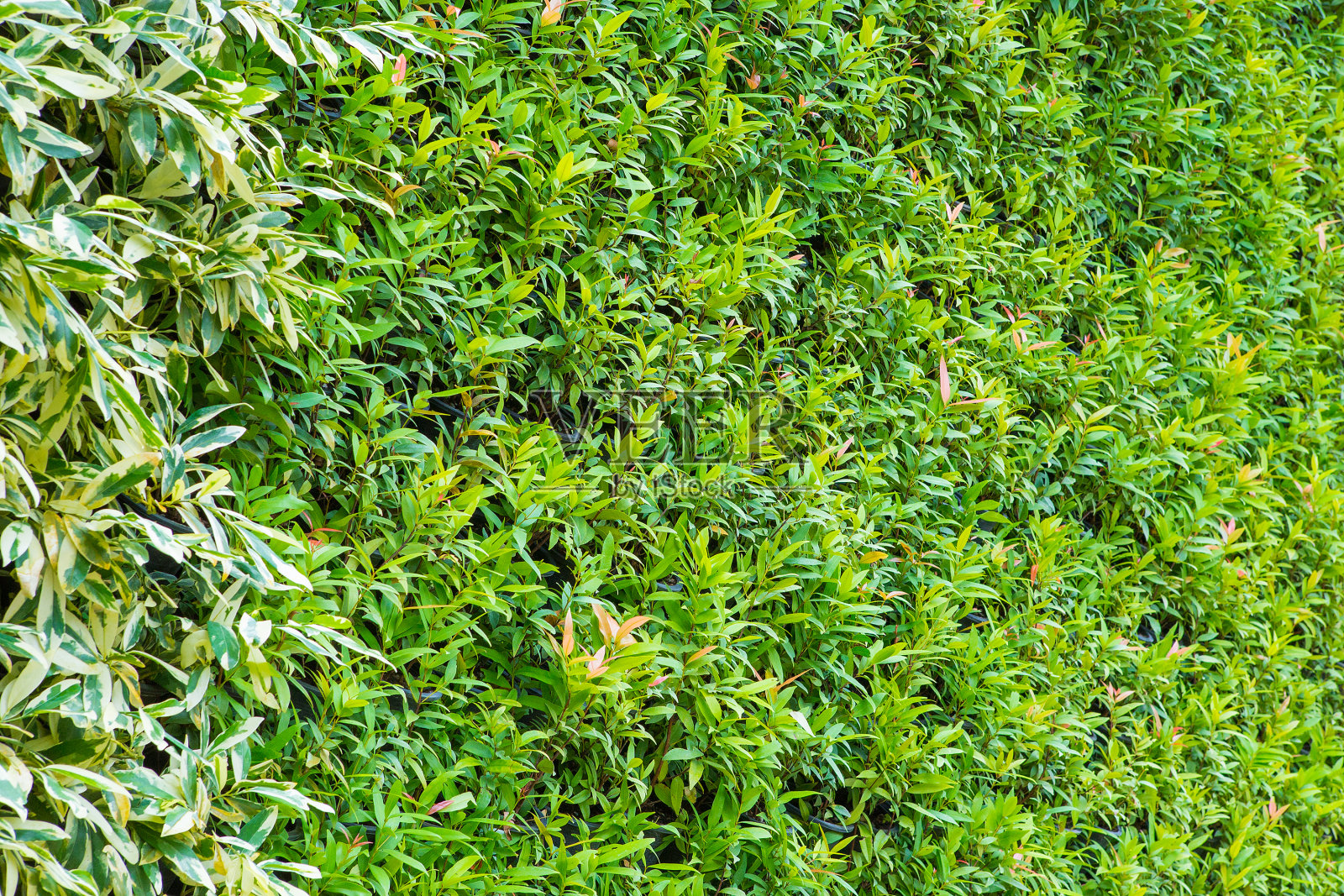 作为自然垂直花园背景的观赏植物照片摄影图片
