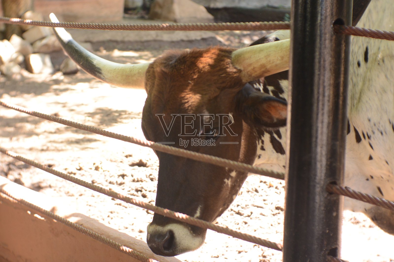 牛照片摄影图片