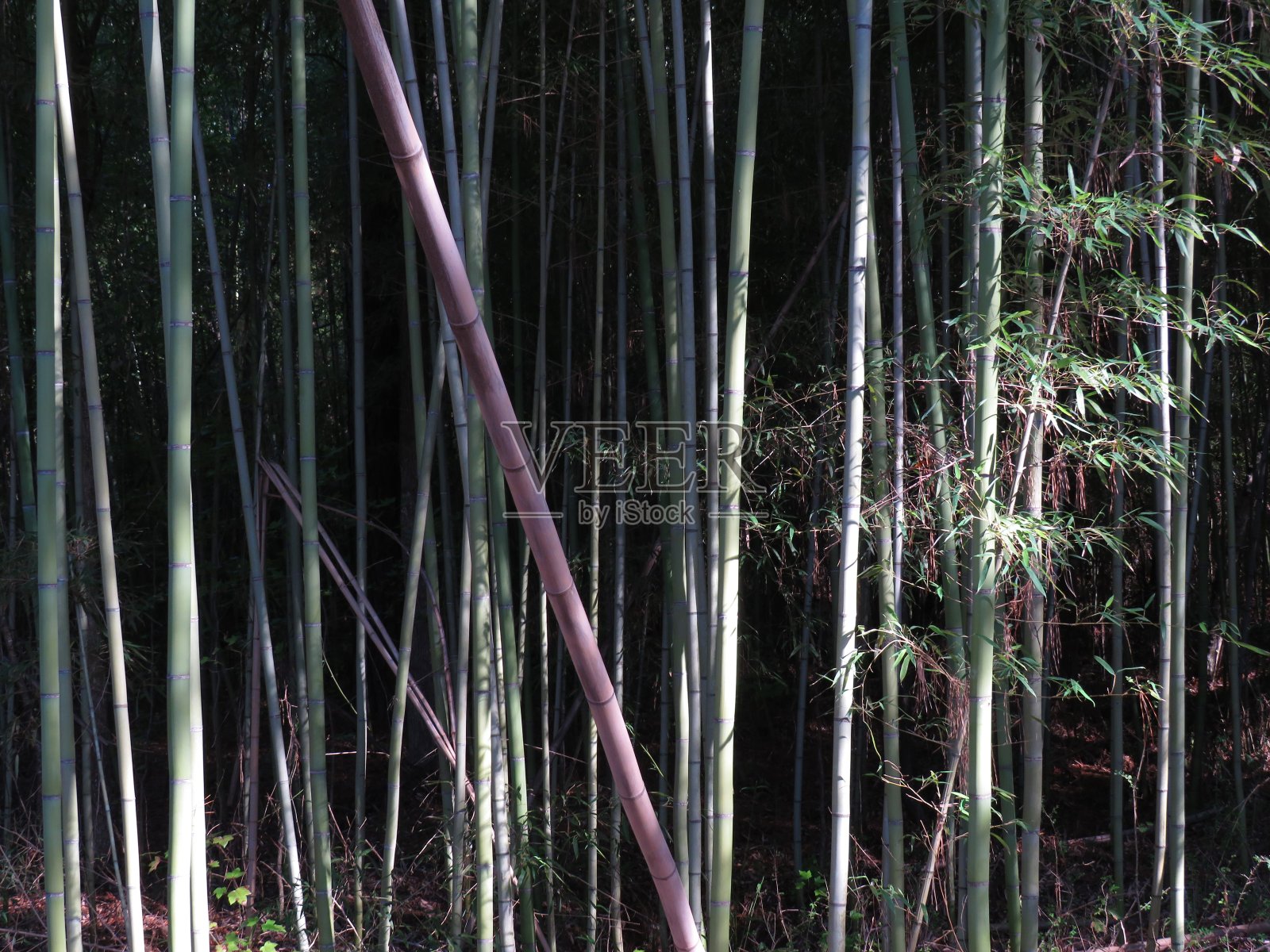 竹子照片摄影图片