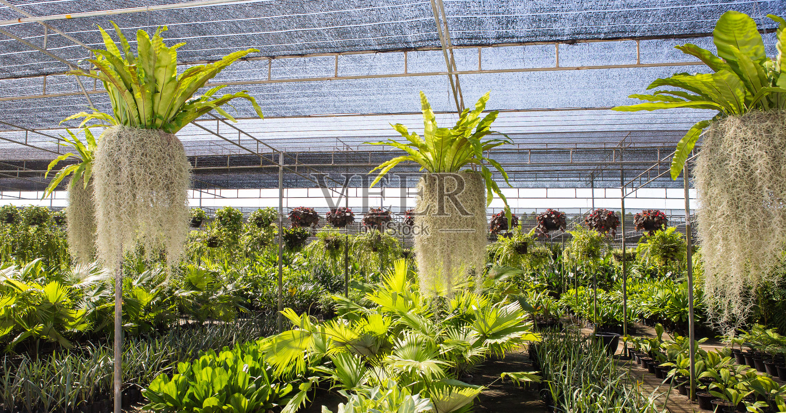蕨类植物悬挂在花园的自然花园背景。照片摄影图片