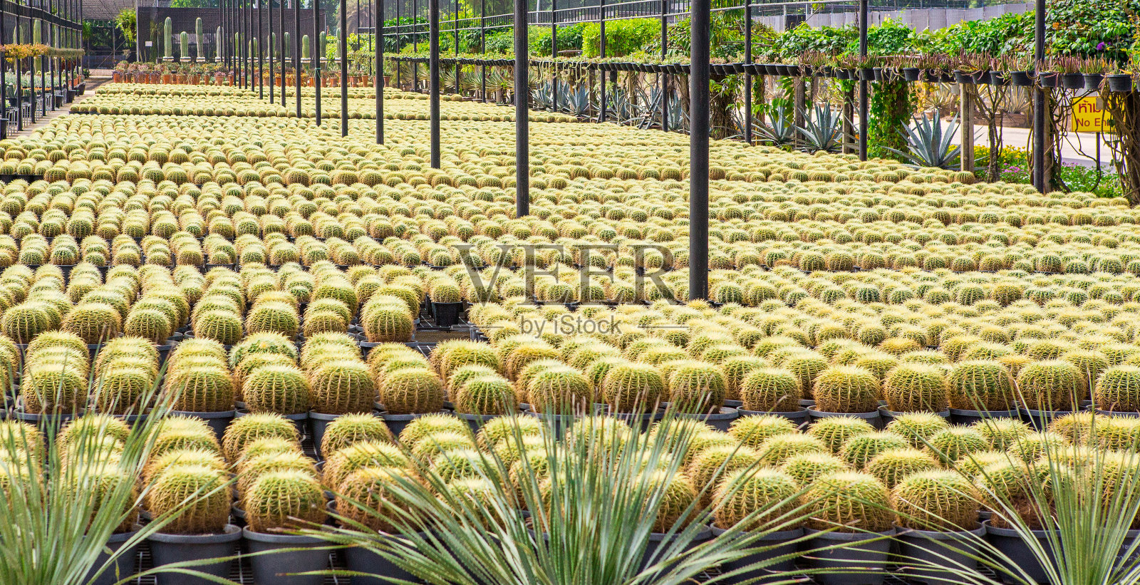 仙人掌在花园里陈列着五颜六色照片摄影图片