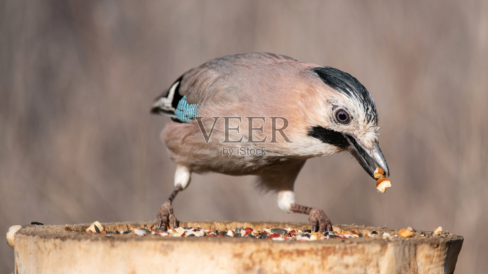 欧亚松鸦在喂食器上吃坚果的特写照片摄影图片