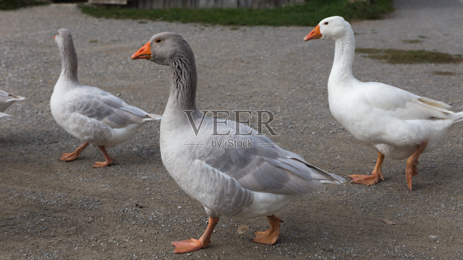 国内鹅照片摄影图片