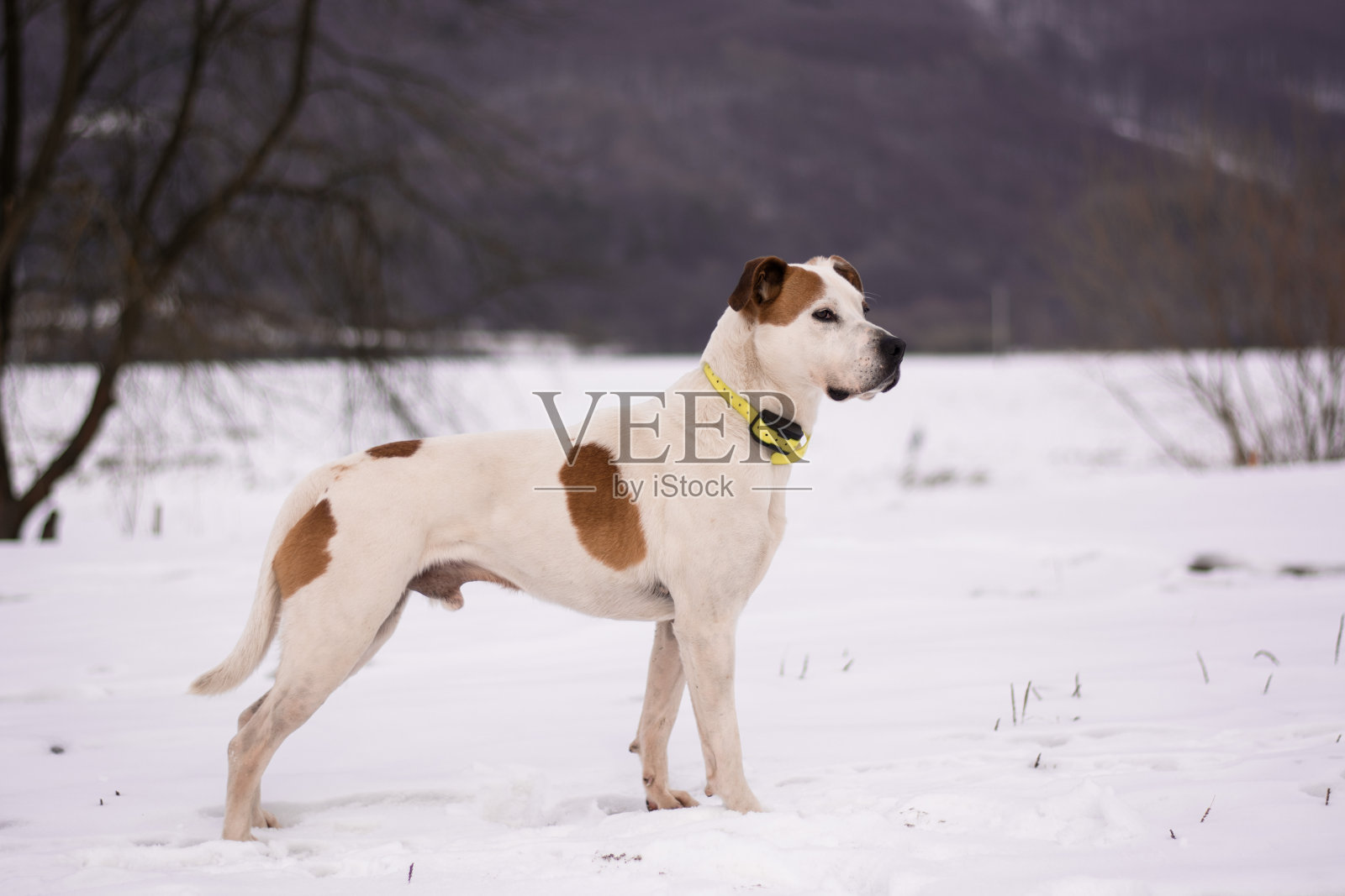 狗冬天肖像照片摄影图片