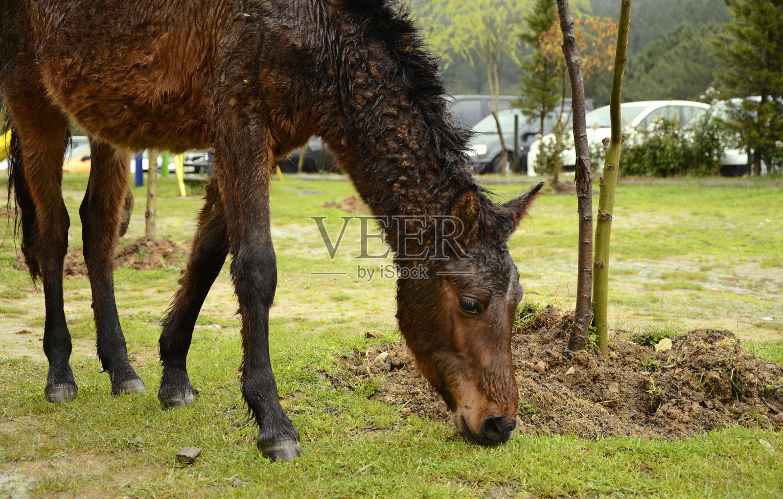 骡子在雨天湿了照片摄影图片