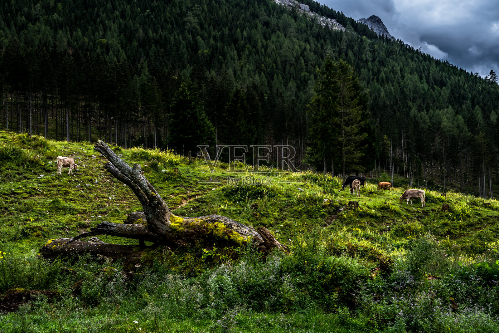 奥地利恩斯特阿尔卑斯山脉的格塞国家公园里的一群奶牛照片摄影图片