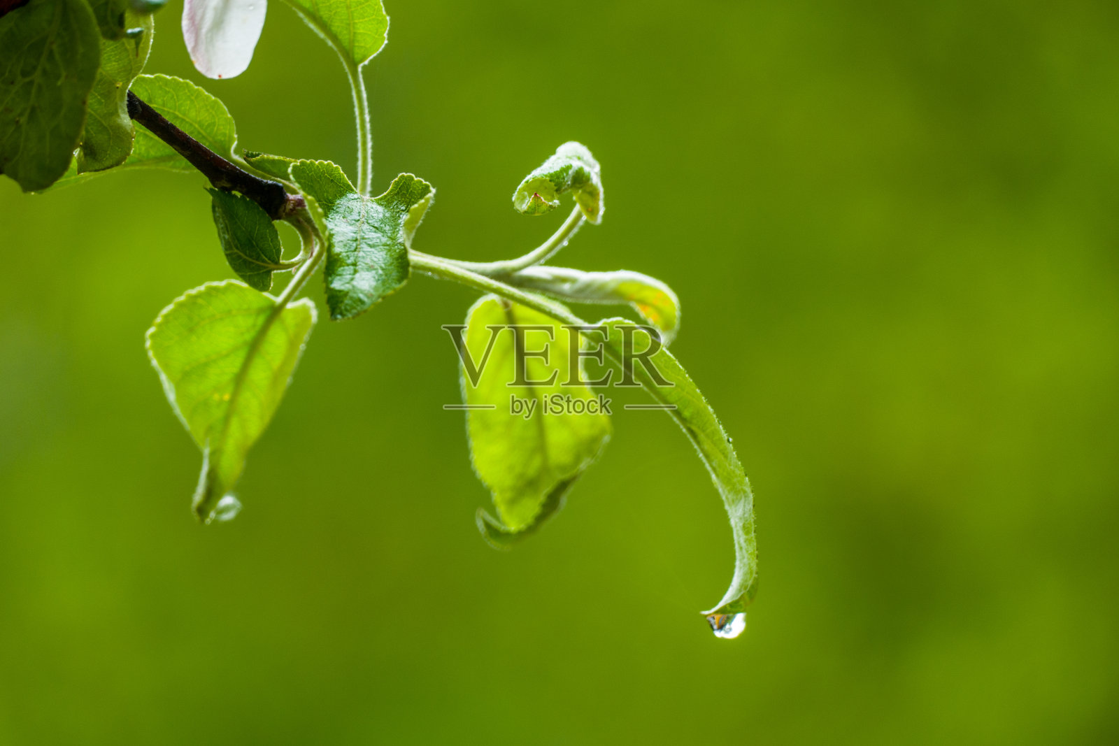 春天的雨滴落在枝繁叶茂的苹果树上照片摄影图片