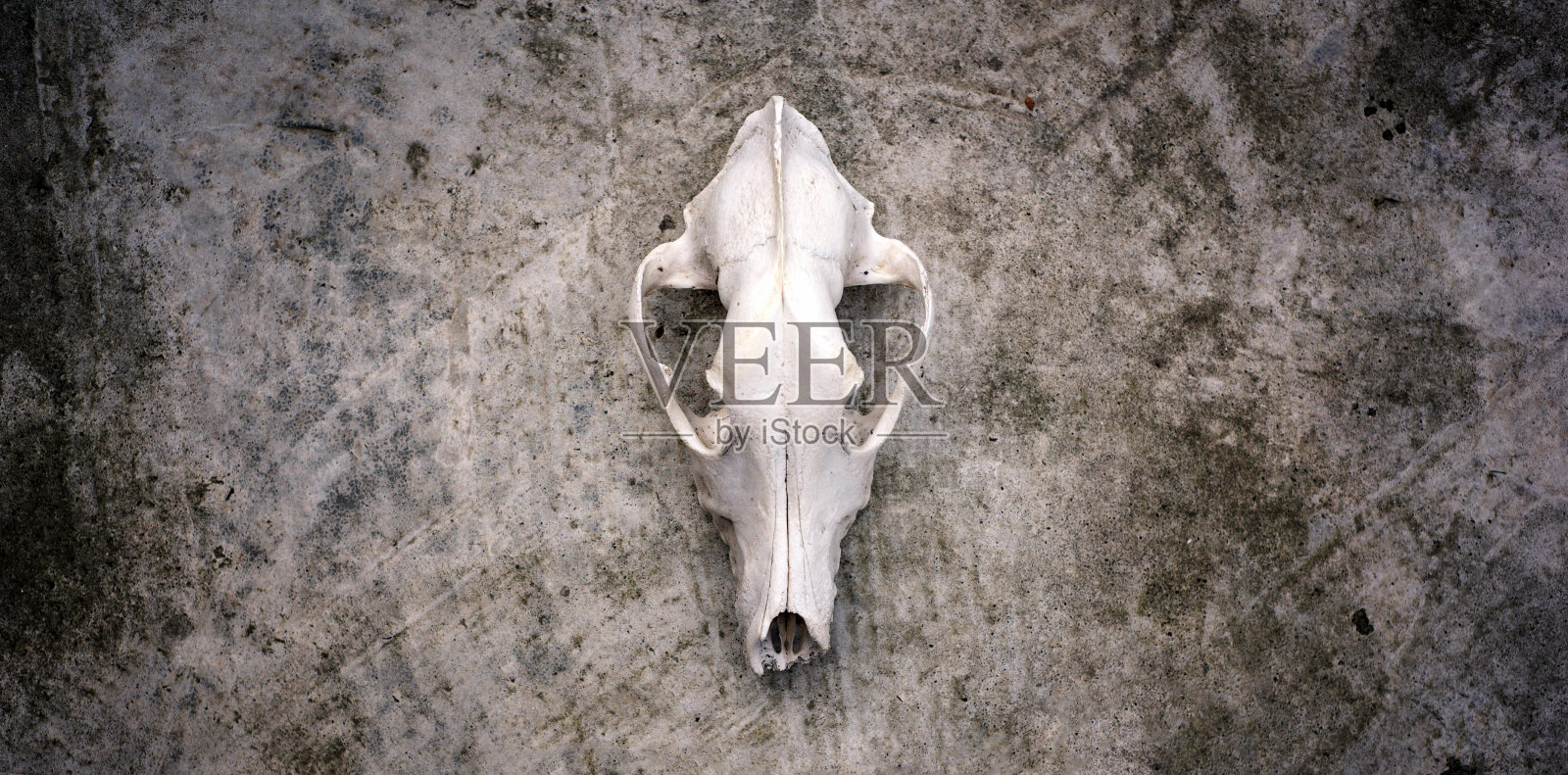 混凝土墙背景上的动物头骨。照片摄影图片