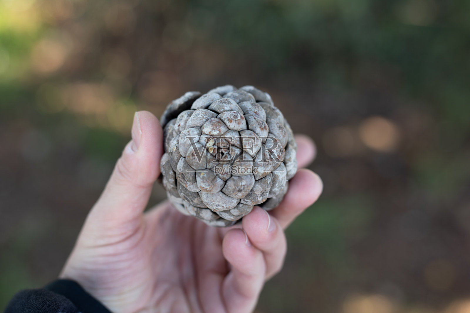 男人手中的松果照片摄影图片