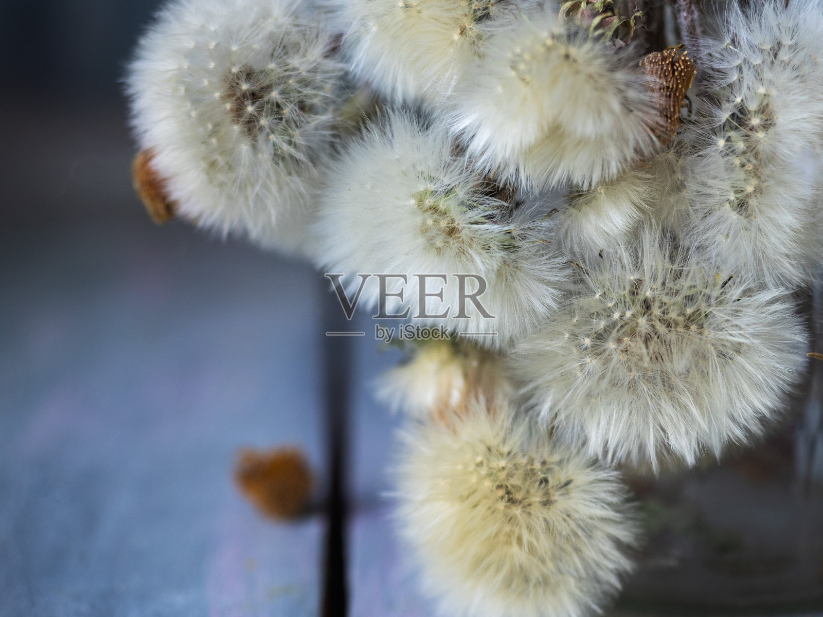 一束蓬松的白色蒲公英靠近照片摄影图片