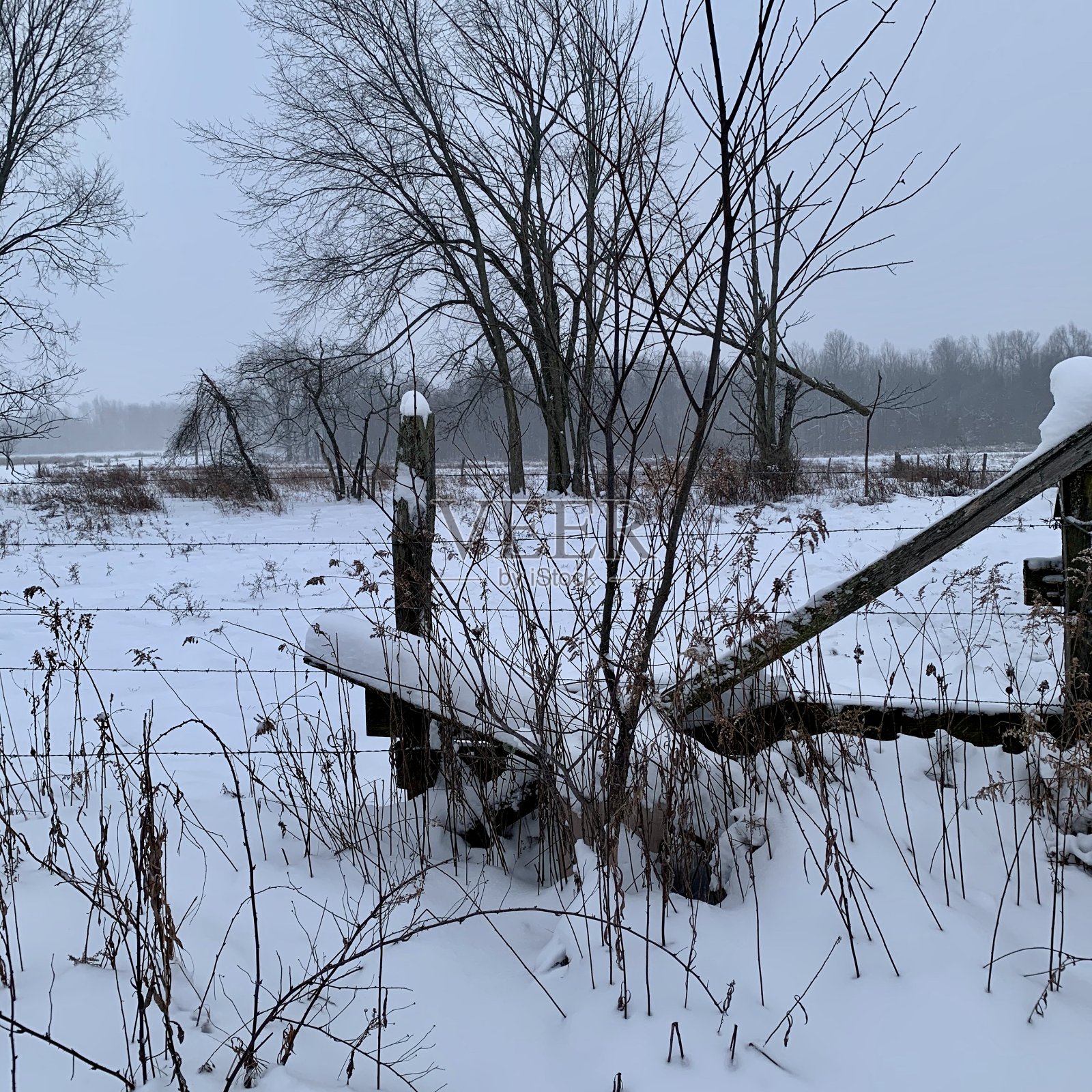 亲吻着雪照片摄影图片