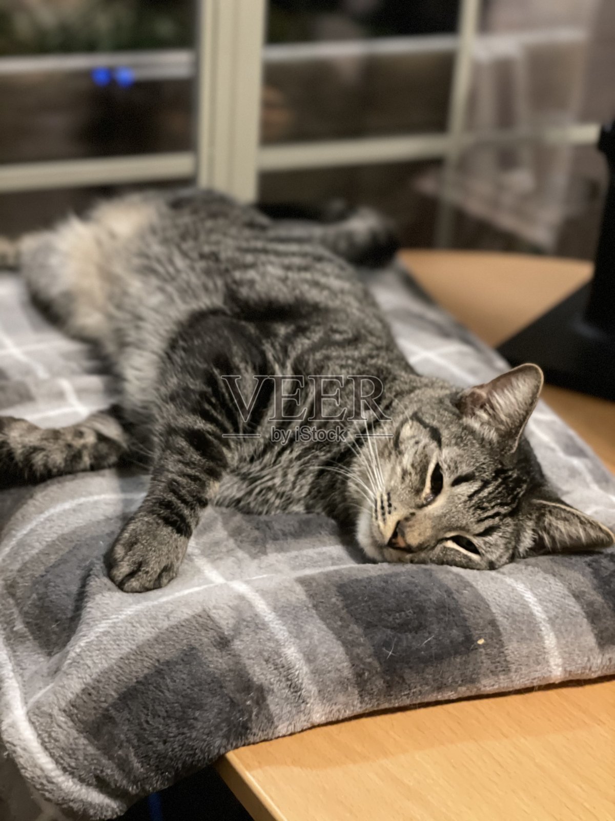 虎斑猫躺照片摄影图片