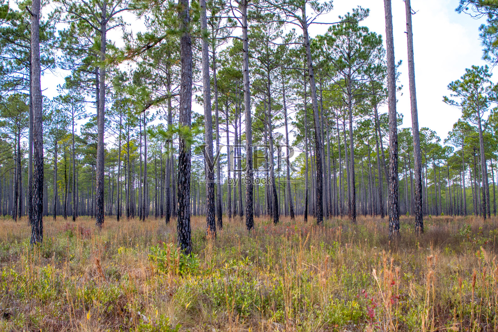 松树森林照片摄影图片