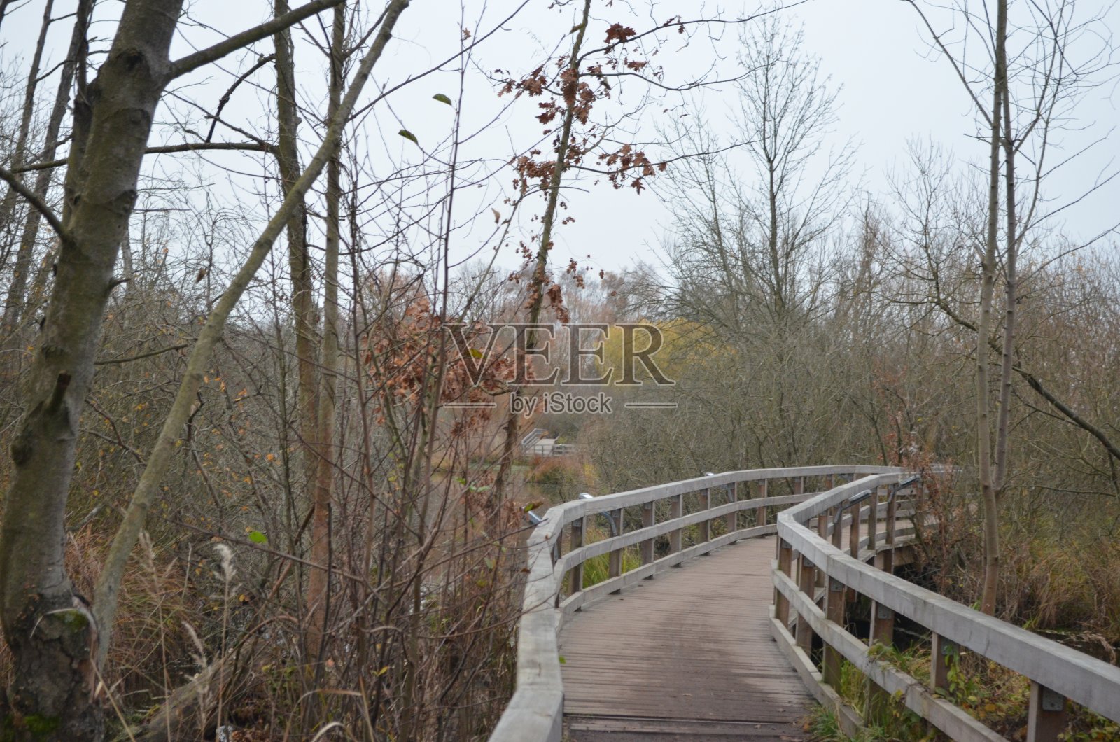 小径在湿地照片摄影图片