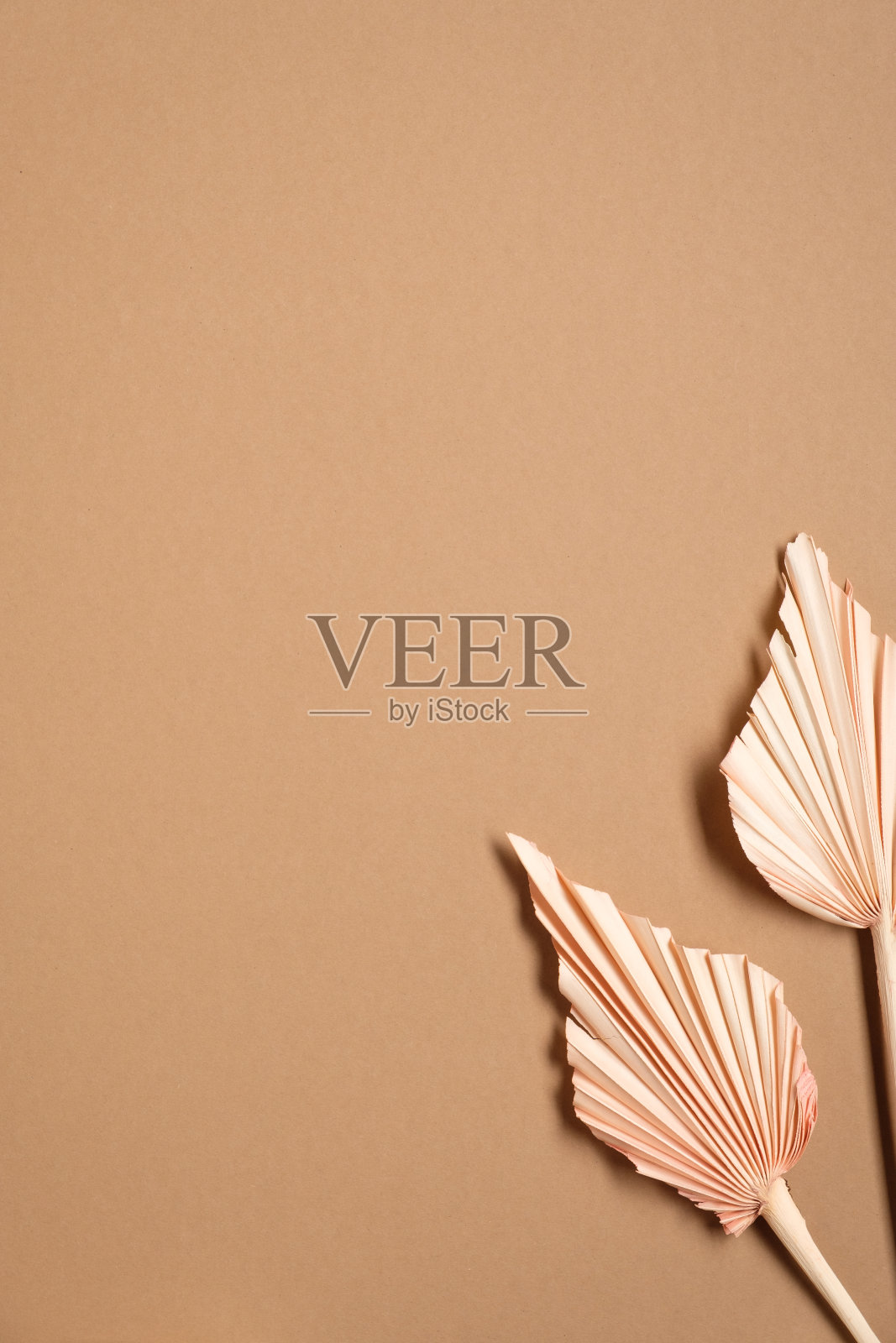 褐色背景上的干花。极简的平面布局，从上面看。照片摄影图片