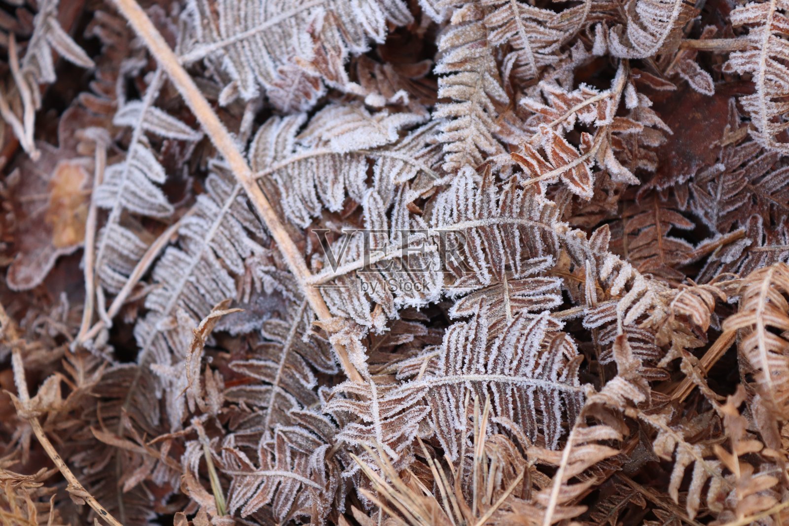 地上结霜的叶子和蕨类植物照片摄影图片