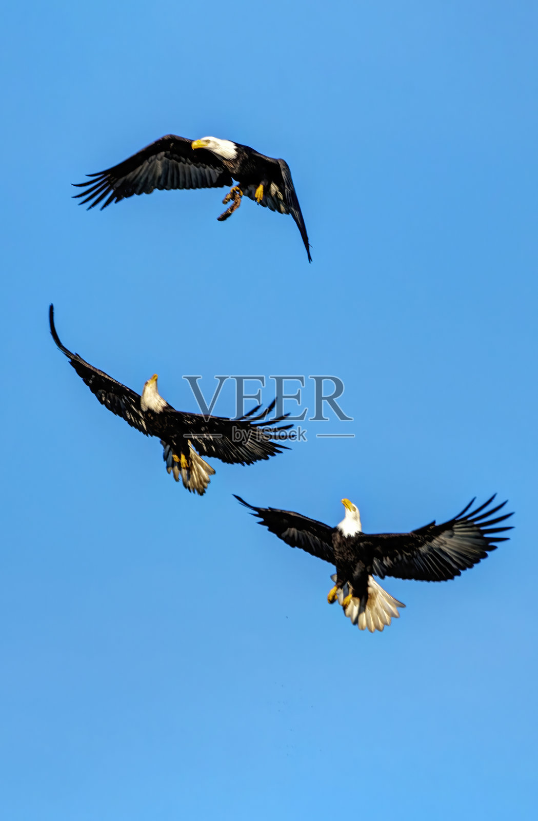 白头海雕为食物而战照片摄影图片