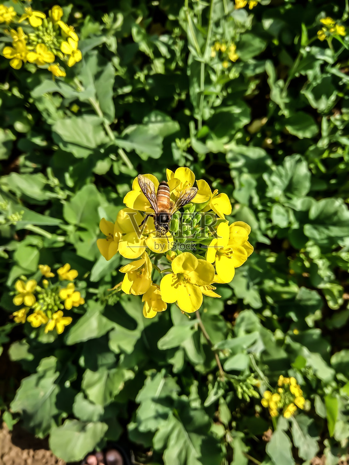 芥菜花与蜜蜂照片摄影图片