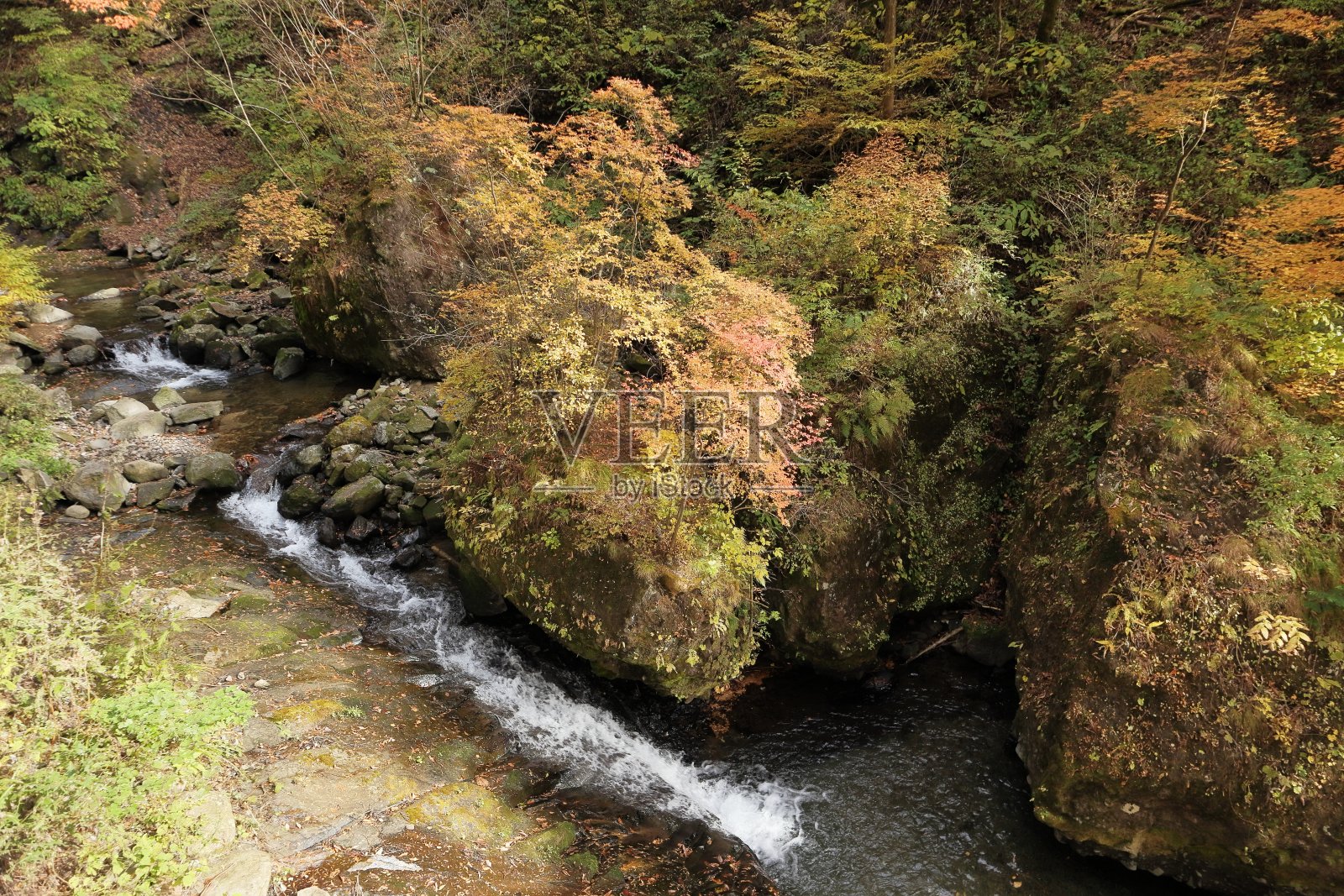 日本群马的秋叶照片摄影图片