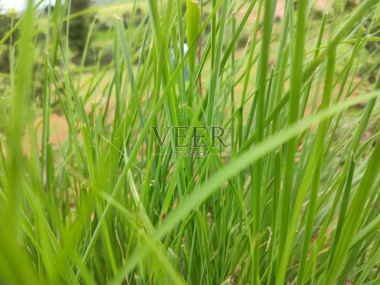 草特写照片摄影图片