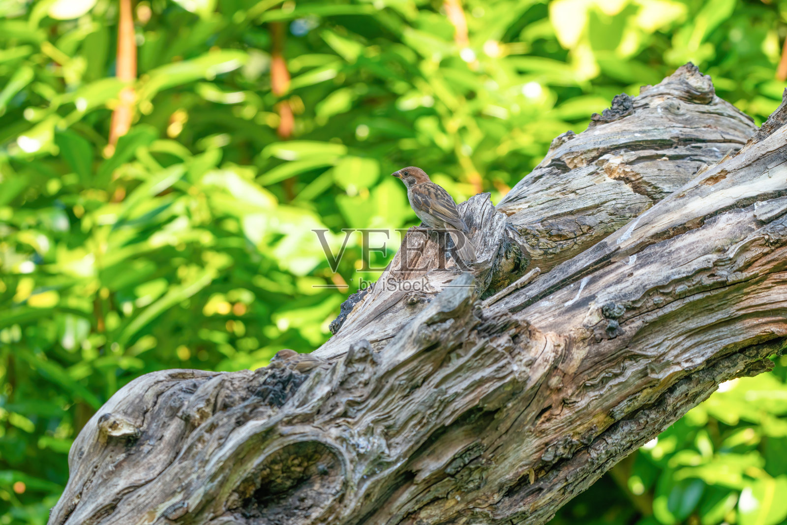 麻雀-在一个浓密的树桩上的家麻雀。鲜绿色，黄色照片摄影图片