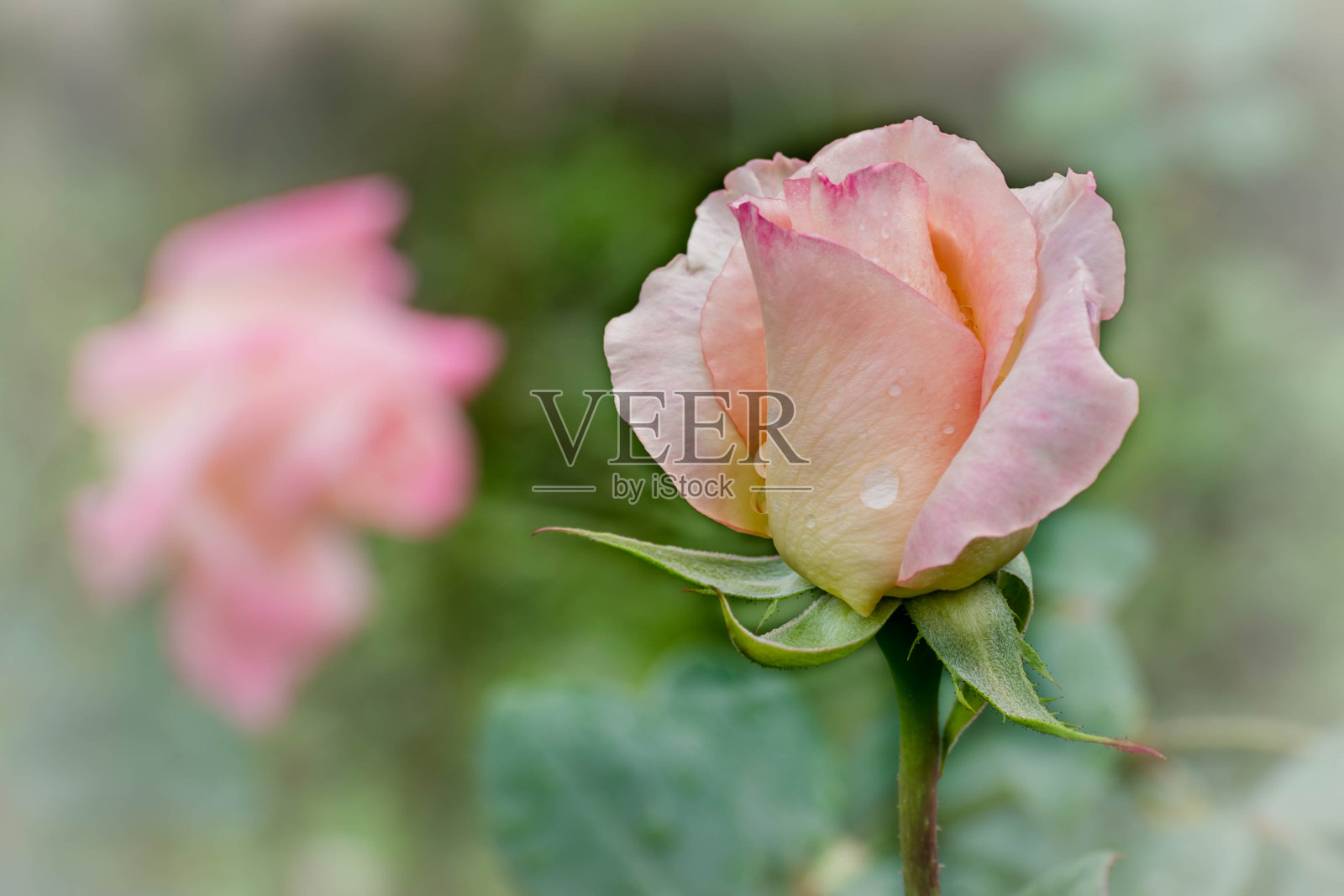 在自然环境下的宏华丽丹秋玫瑰照片摄影图片