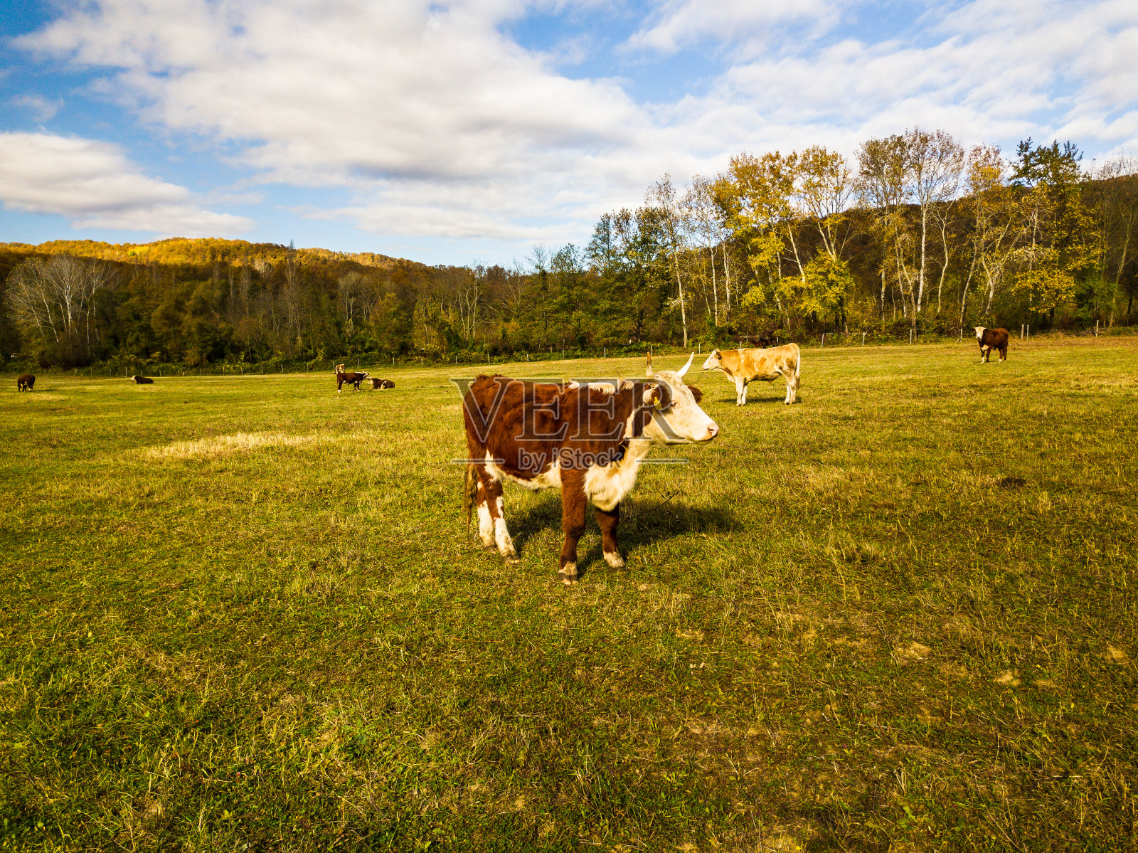 公牛。秋天，牛在牧场上吃草。牛在现场。畜牧业和农业。照片摄影图片