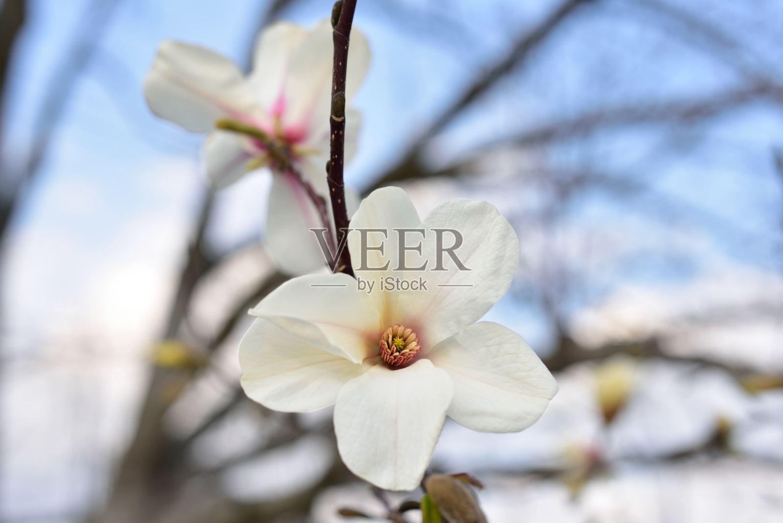 白玉兰，春天的白花照片摄影图片