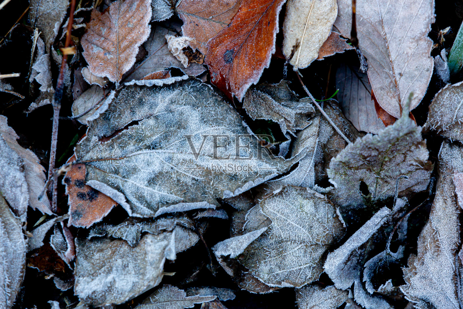 落叶上的霜照片摄影图片