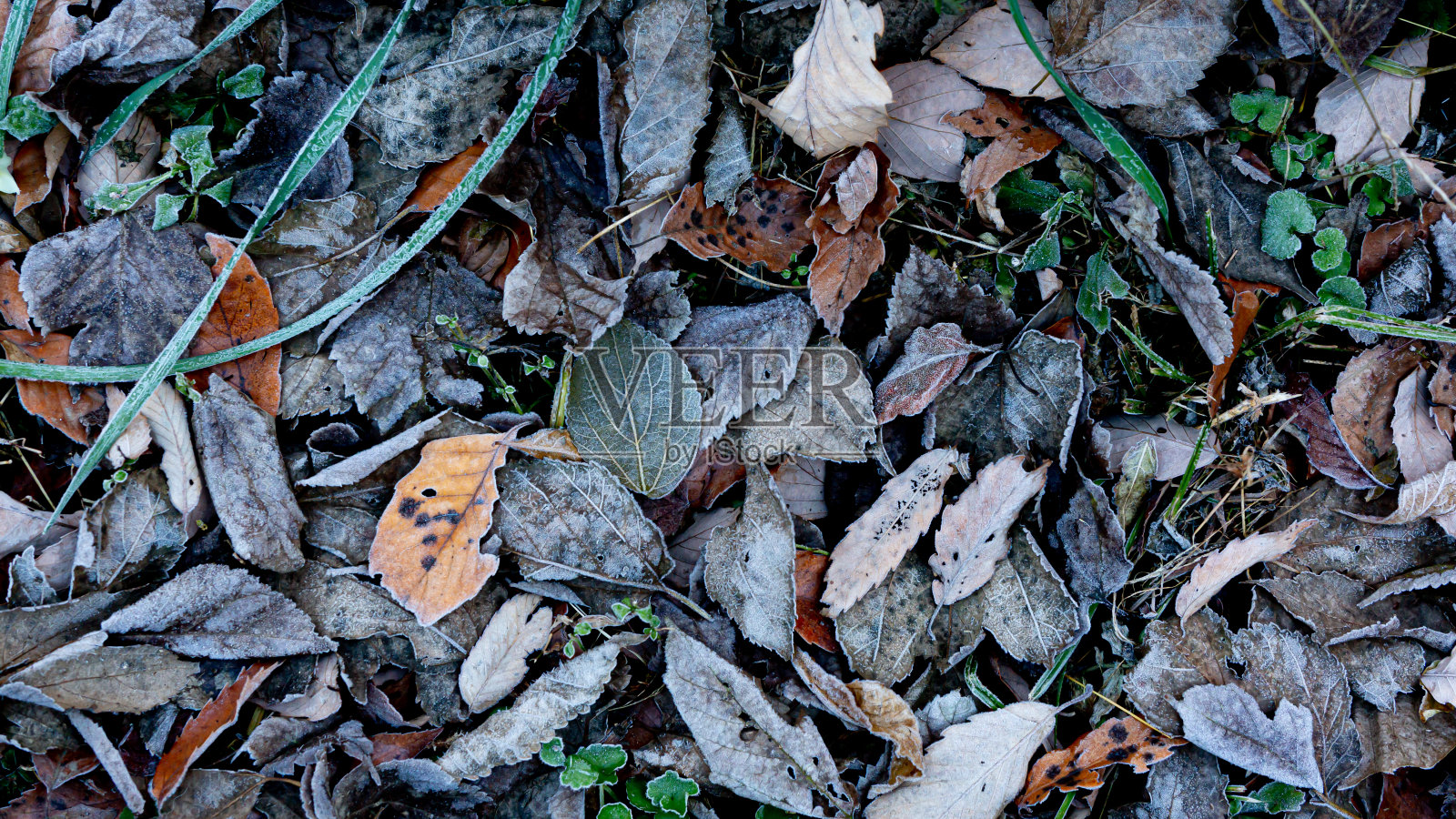 落叶上的霜照片摄影图片