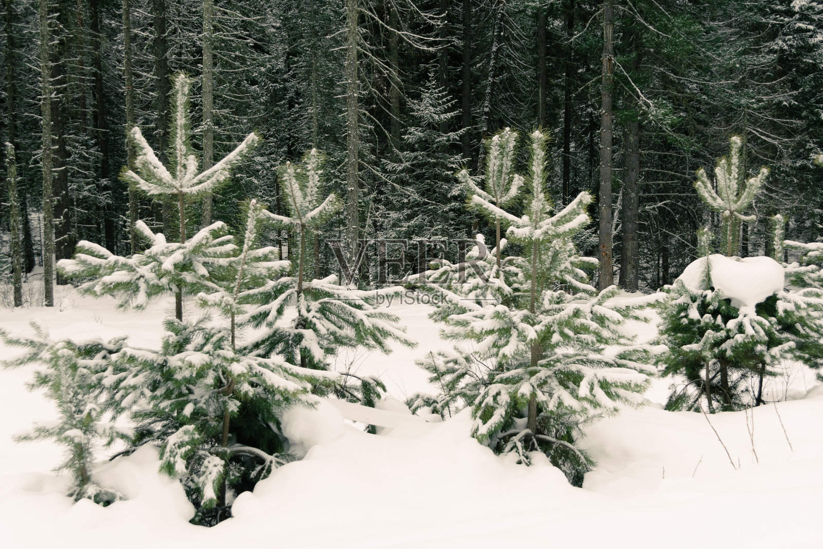冬天的风景。山坡上的森林覆盖着冰雪。西伯利亚的寒冷天气。照片摄影图片