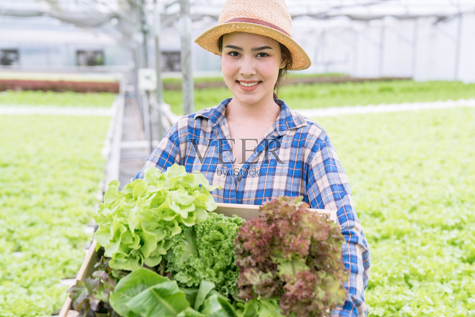 亚洲农民从水培农场收获蔬菜，有机蔬菜，健康食品。照片摄影图片
