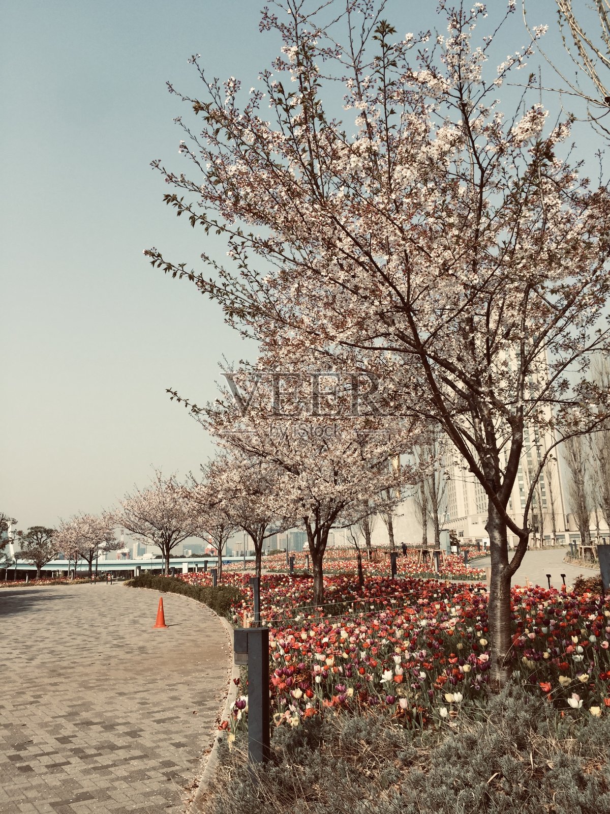 樱花和郁金香照片摄影图片