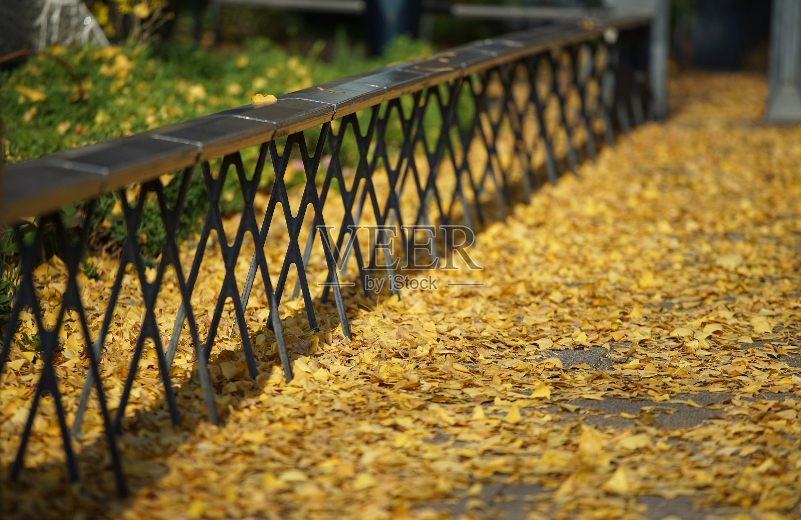 落叶照片摄影图片