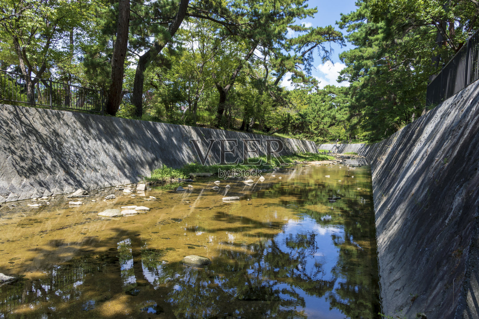 夏天河边有绿树照片摄影图片