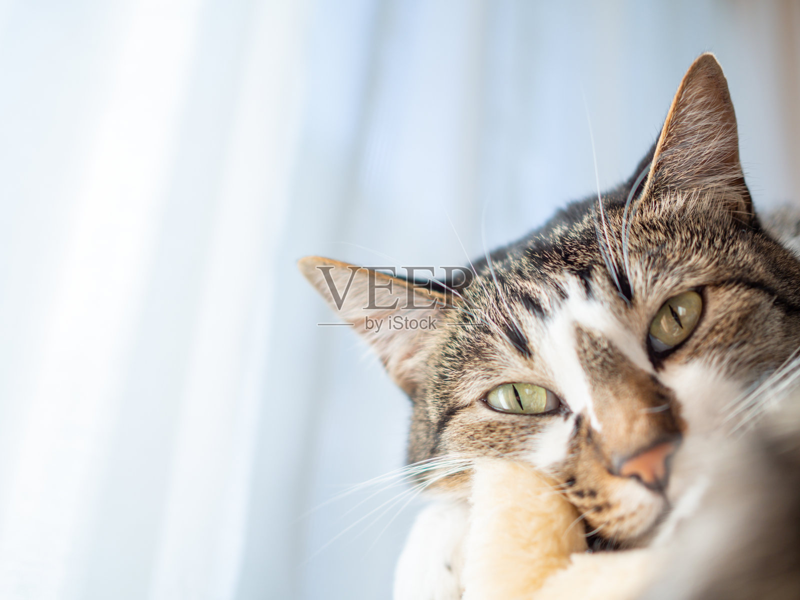 可爱的虎斑猫向下看照片摄影图片