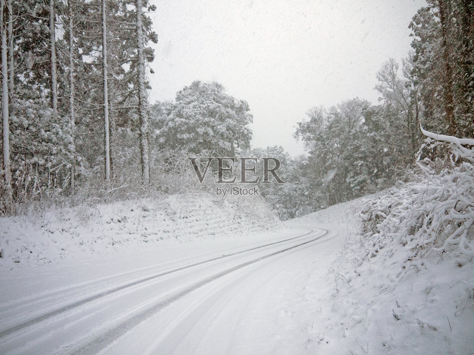 在松林里孤独地走在雪地里照片摄影图片