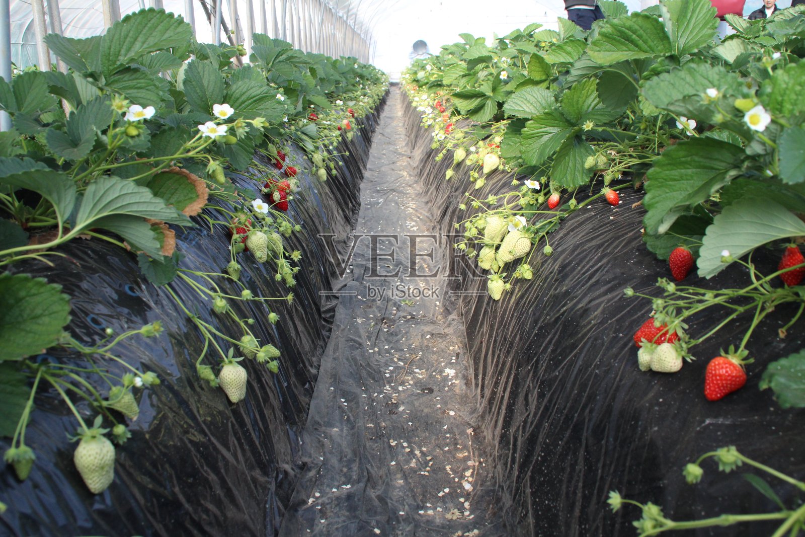 在日本旅行照片摄影图片