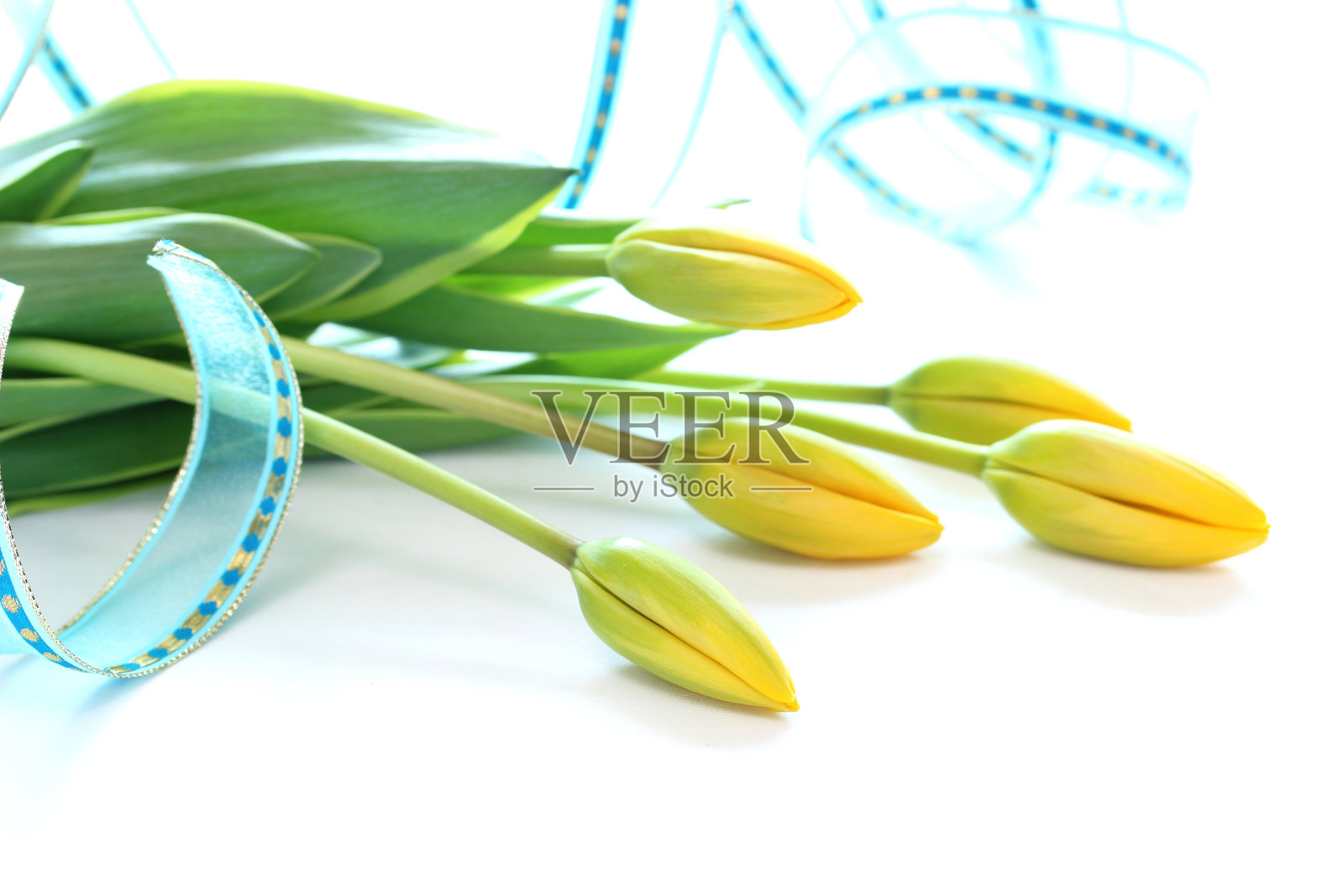 黄色的郁金香花束和蓝色的丝带照片摄影图片