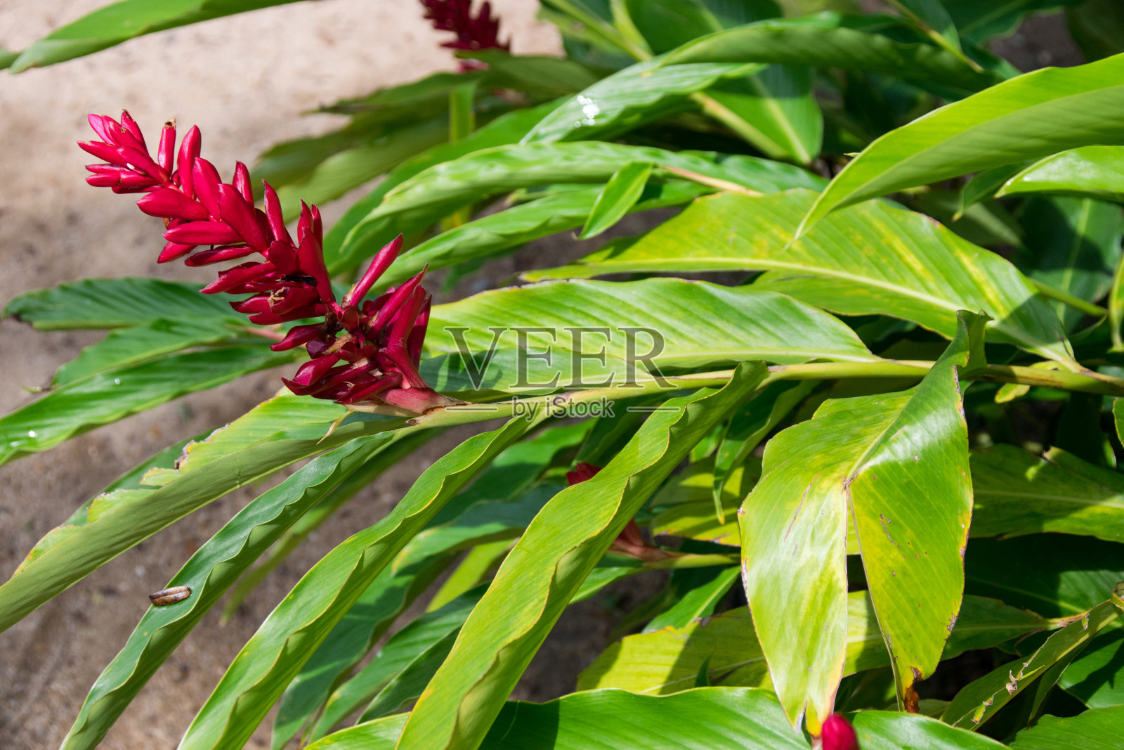 红姜，鸵鸟羽或粉锥姜照片摄影图片